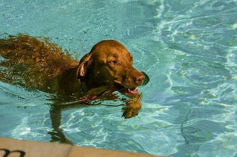 Hundeschwimmen © Gemeinde Steinfeld - Hoffmann